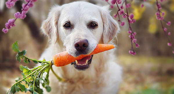 Vegdog – vegane Hundeernährung leicht gemacht