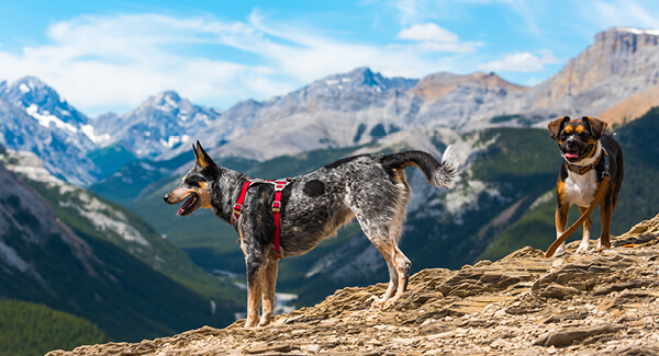 Le plaisir de la randonnée pour l'être humain et le chien, proposé par Meiko