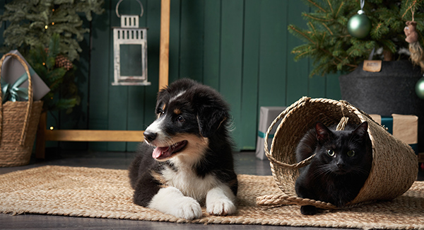 Le guide de Noël pour les propriétaires d'animaux