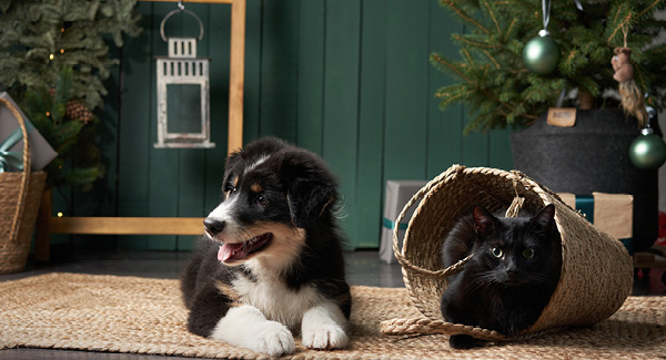 Der Weihnachtsleitfaden für Tierbesitzer