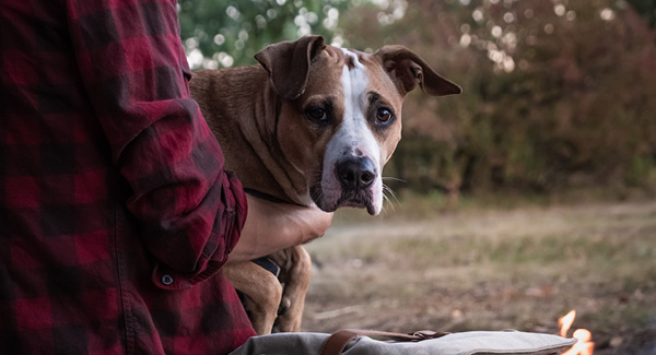 Lorsque l'être humain et l'animal sont stressés