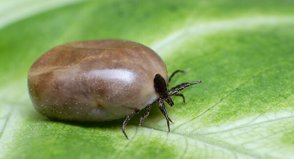 Zecke auf Blatt