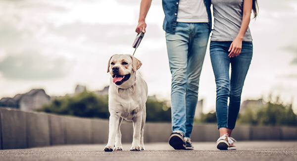 Zehn Tipps für den Umgang mit dem Hund