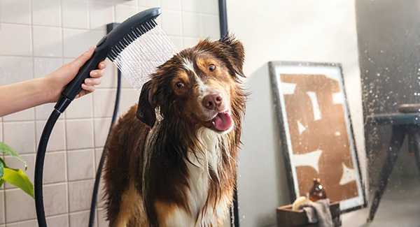 hansgrohe Dogshower – La douche bien-être pour les amis à quatre pattes