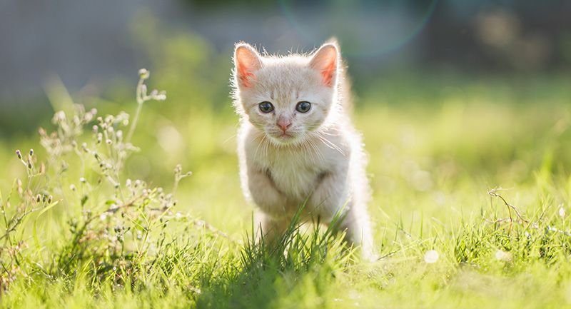 Kitten springt im Garten
