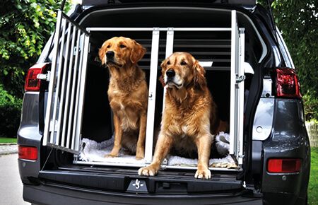 Cage de transport autobus plastique double pour chiens