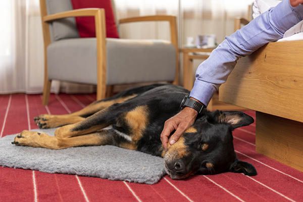 sunstar-hotel-ferien-mit-hund