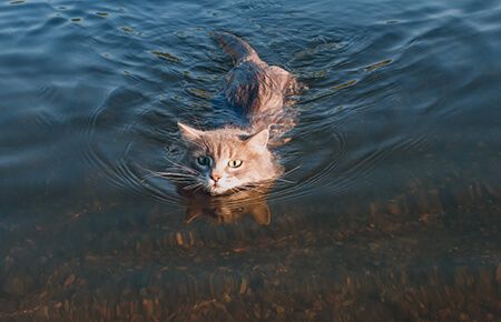 Katze schwimmend
