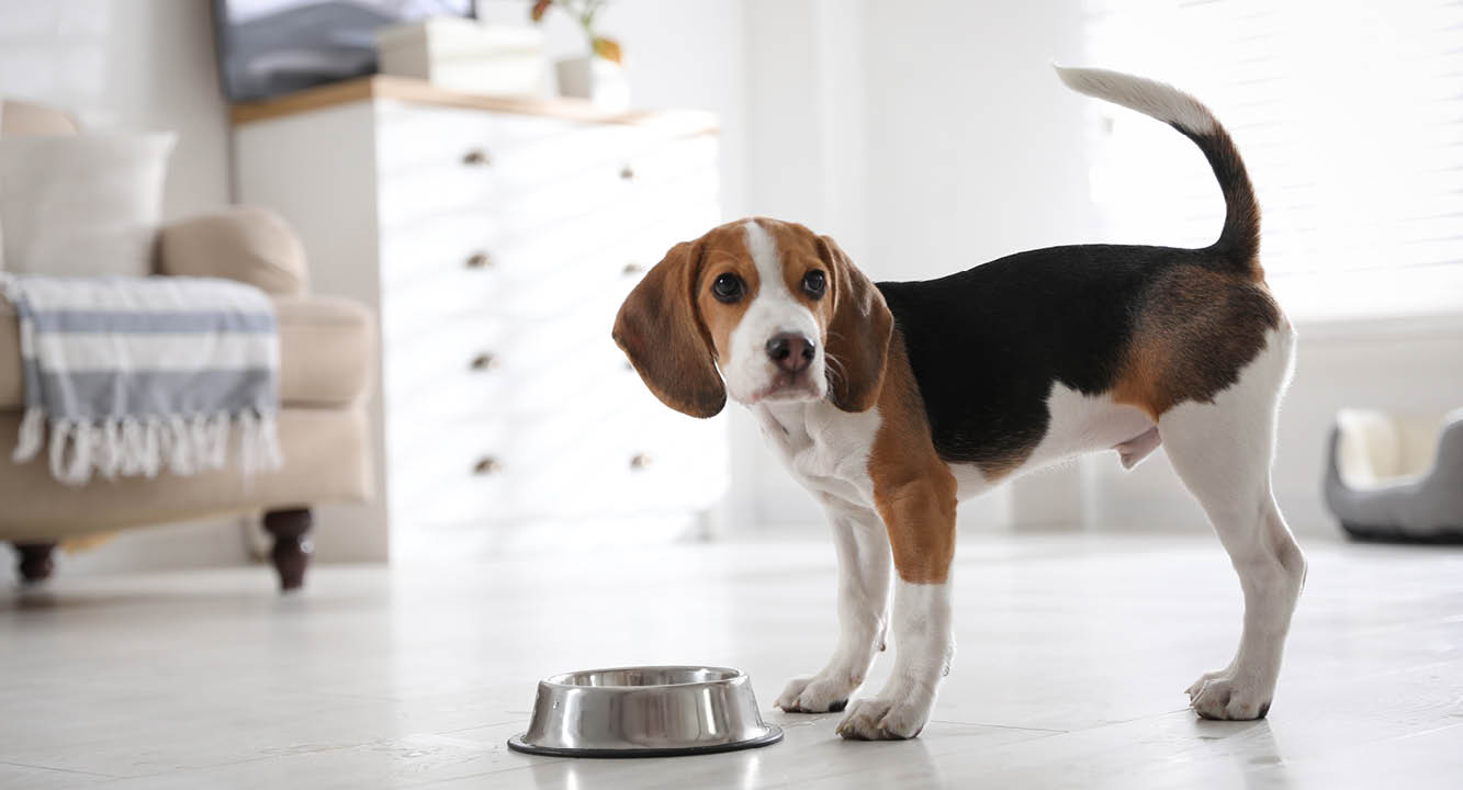 Hund steht in Wohnzimmer mit einem Edelstahlnapf