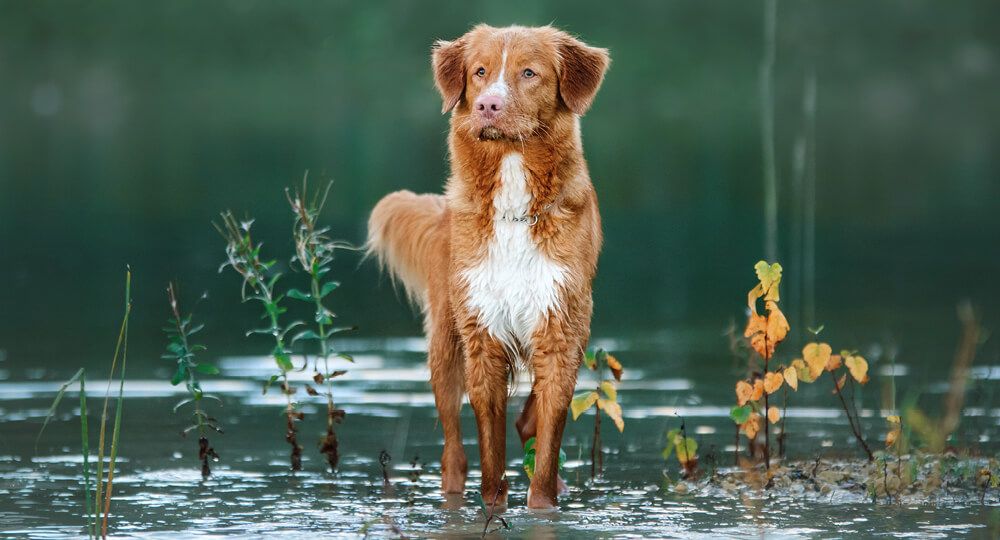 Nova Scotia Tolling Retriever | MEIKO