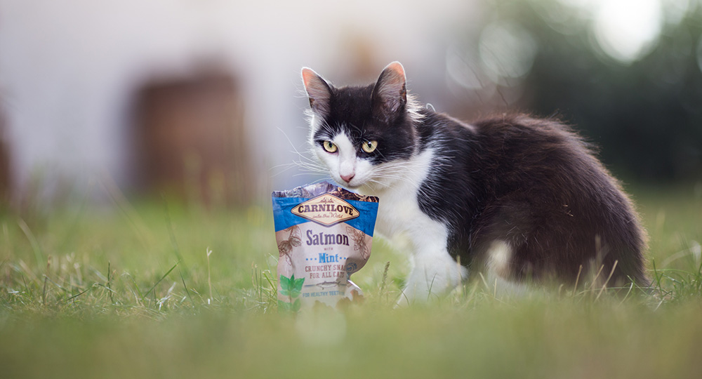 Katze auf einer Wiese mit einem Beutel Carnilove Snacks