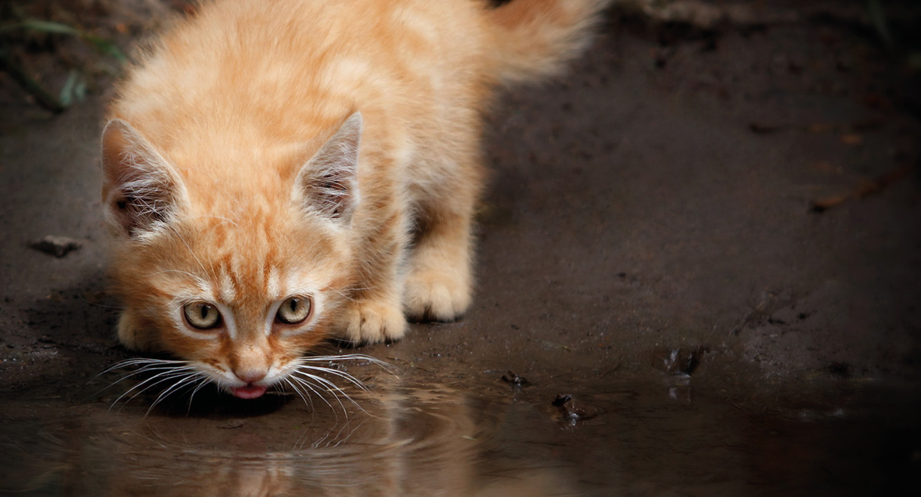 Un chat boit dans une flaque d'eau